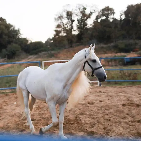 Mavi At Blue Horse * Gumusdere