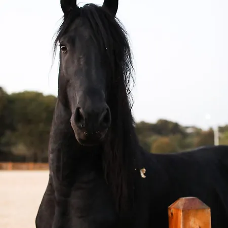 Mavi At Blue Horse * Gumusdere