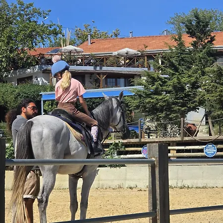 Mavi At Blue Horse *