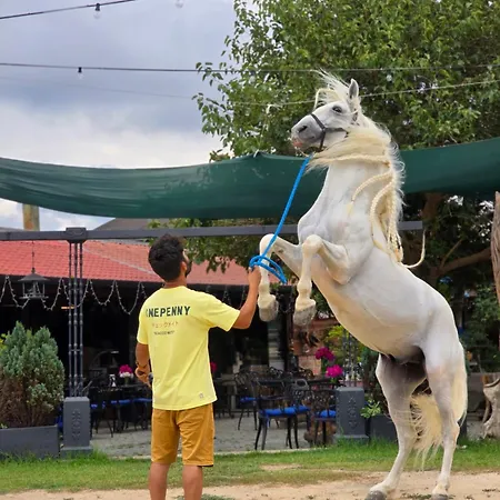 Mavi At Blue Horse Gumusdere