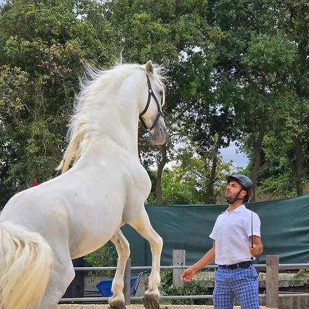 Mavi At Blue Horse *